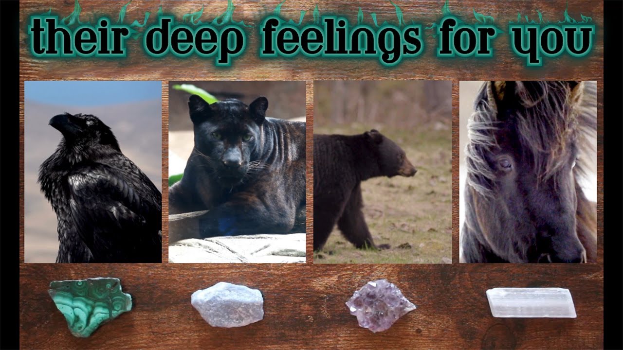 🖤🌹 Their Deep Feelings for You 🌹🖤 PICK A CARD Timeless Love Tarot