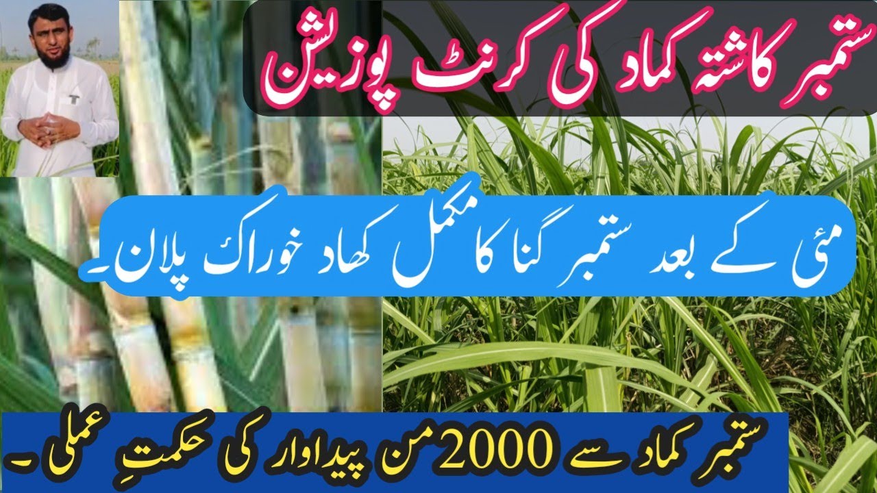 Strategies to increase September sugercane crop yields.//ideal farming//Muhammad Farooq Haider//