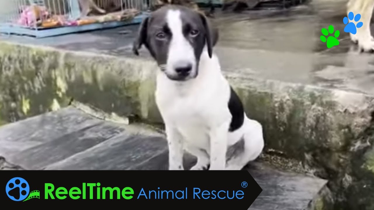 Young Pup Got Caught Up in a Wire Trap - Dharamsala Animal Rescue