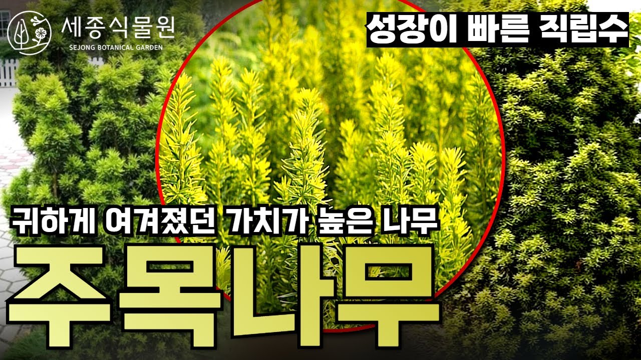 고급 정원수 주목나무, 직립으로 자라는 가치가 높은 묘목 #주목나무 #정원