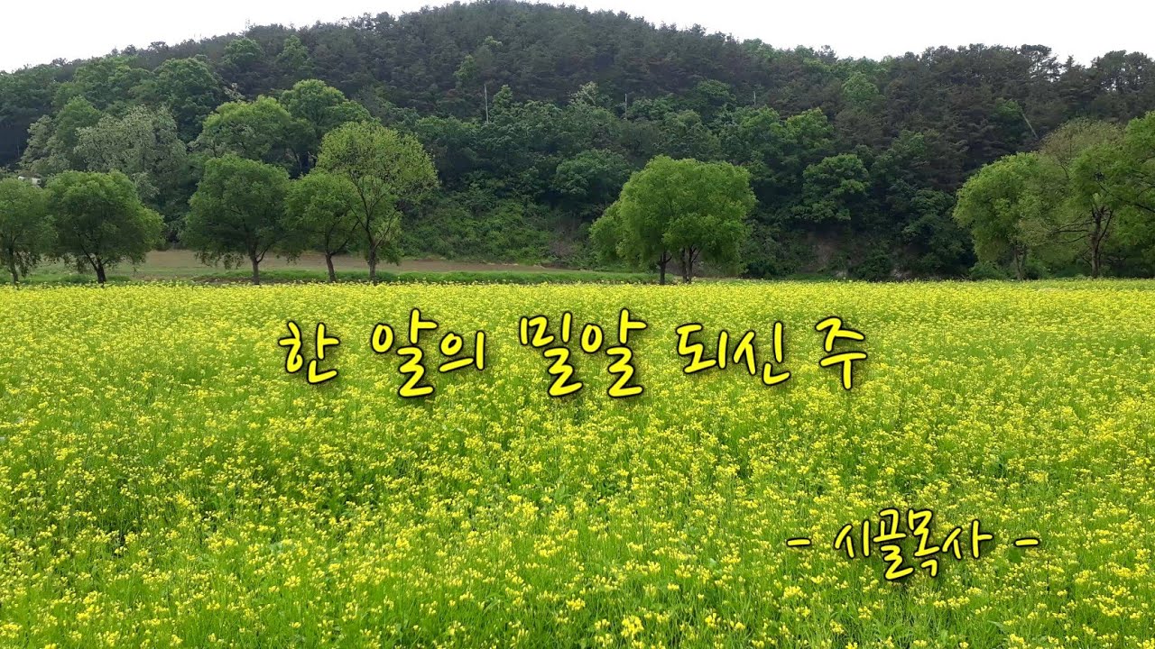 [CCM] 한 알의 밀알 되신 주