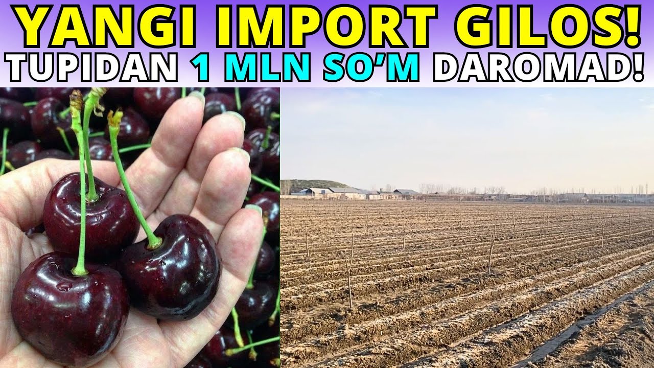 #2025 YANGI IMPORT GILOS EKISH SXEMASI! 1 TUPDAN 1MLN SO'M DAROMAD!