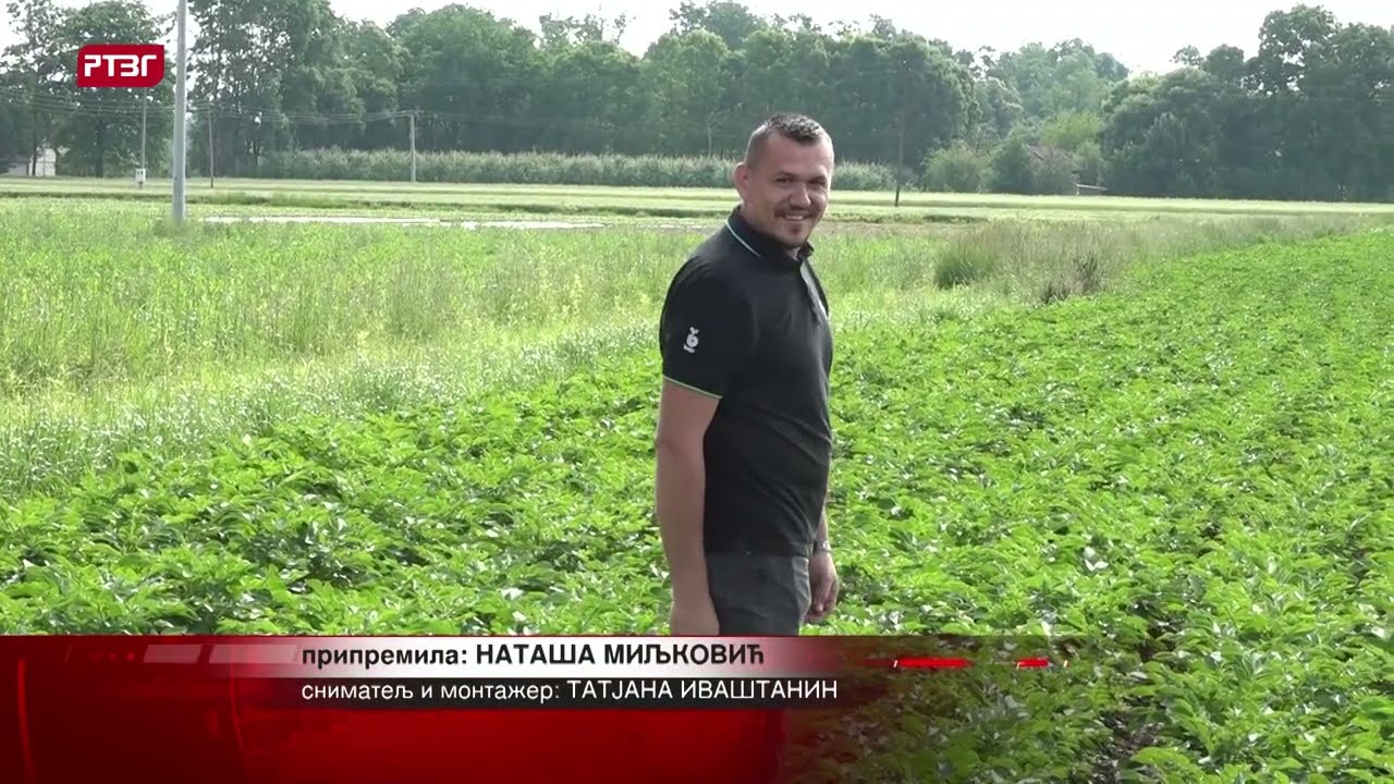 Uprkos nestabilnom vremenu povrtari očekuju dobar prinos krompira