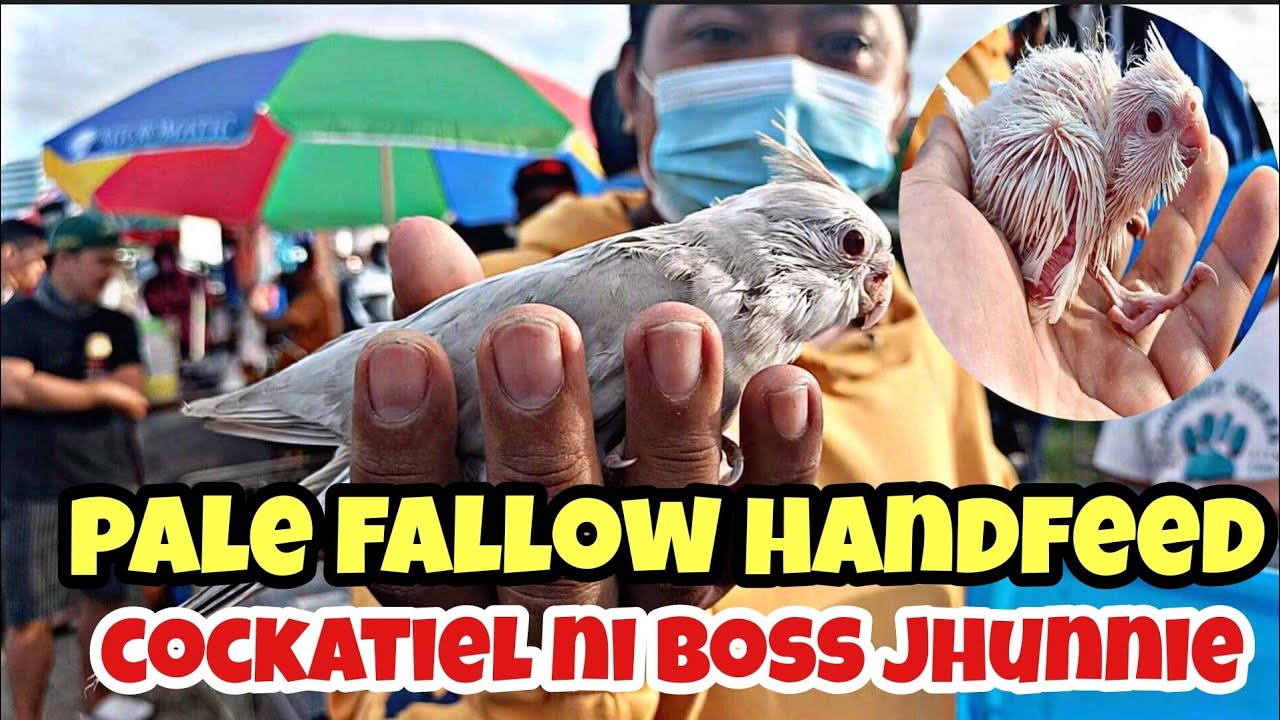 #bocaue tiange Ng MGA ibon#handfeed na pale fallow cockatiel ni boss jhunnie solid ang Ganda👍😱