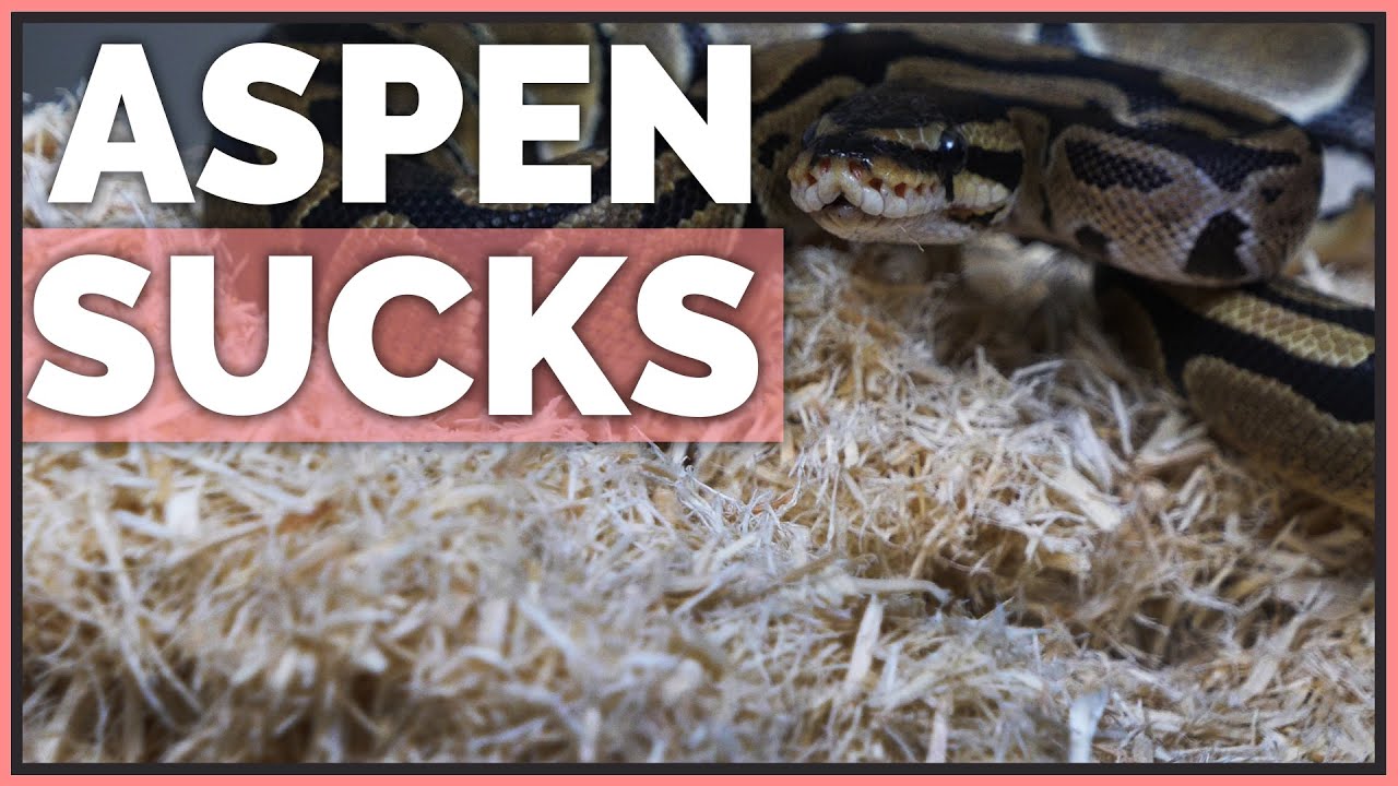 Why Aspen is a Bad Pet Reptile Substrate! (Aspen Wood Shavings)