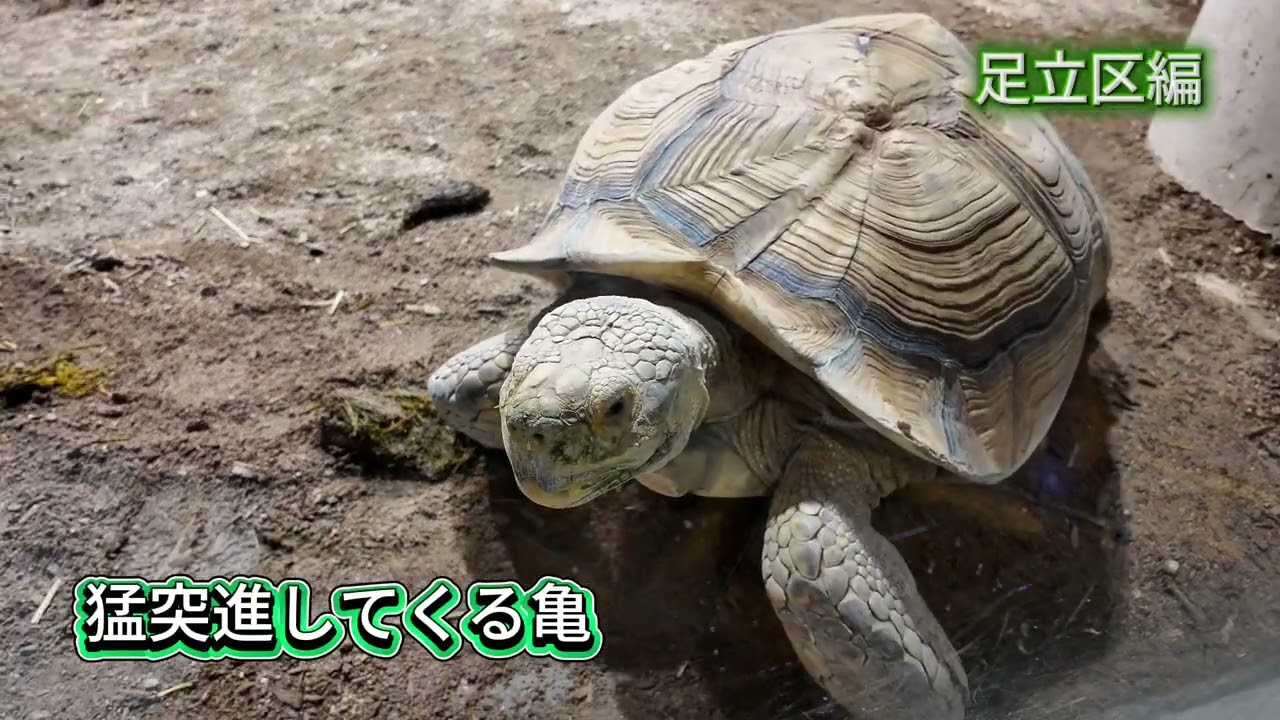 ドカ旅（東京都足立区編）＃3岩鬼正美が生物園へ