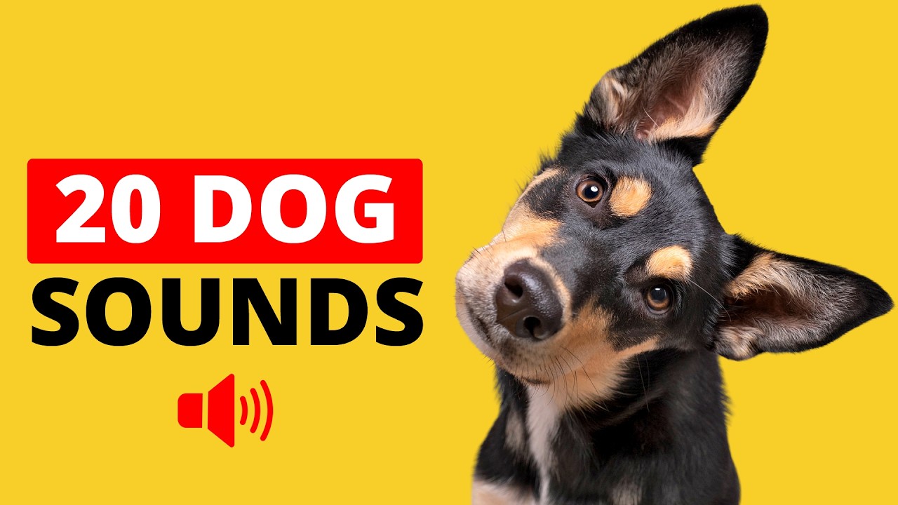 20 Dog Sounds That Make Your Dog Bark & Tilt Head