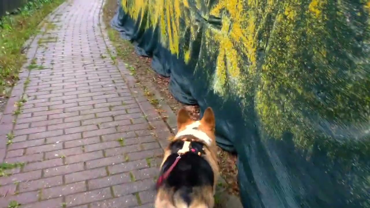 Frodo ile Leuven Sokaklarında Belçika - A Walk With Frodo in the Streets of Leuven - Belgium