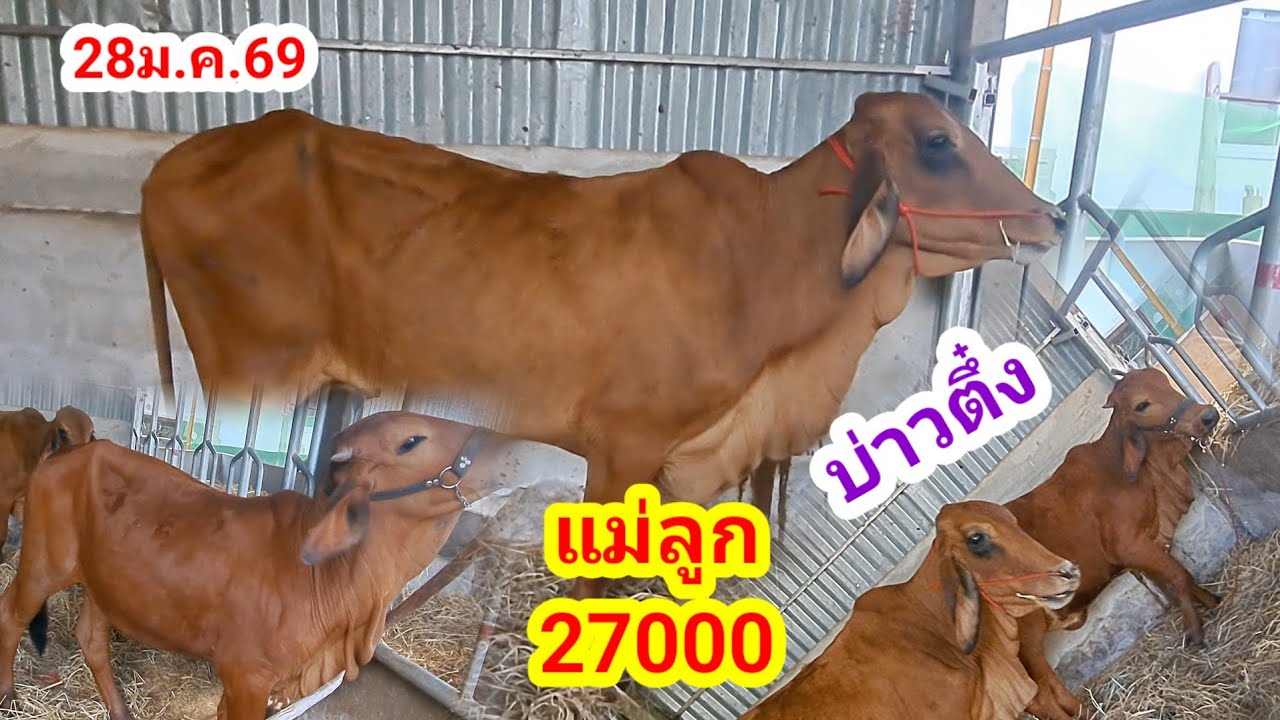 บ่าวตึ๋ง 080-188-5110 บ.นาหว้า อ.ปทุมราชวงศา จ.อำนาจเจริญ/28ม.ค.69