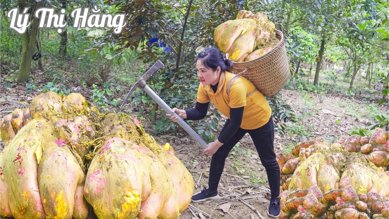 Harvesting Yam & Goes to the Market Sell - Harvesting & Cooking || Ly Thi Hang Daily Life