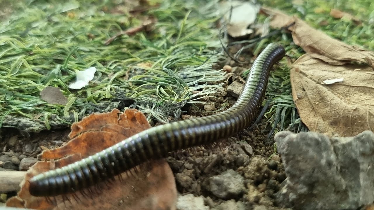  A long millipede crawling along a wooden surface