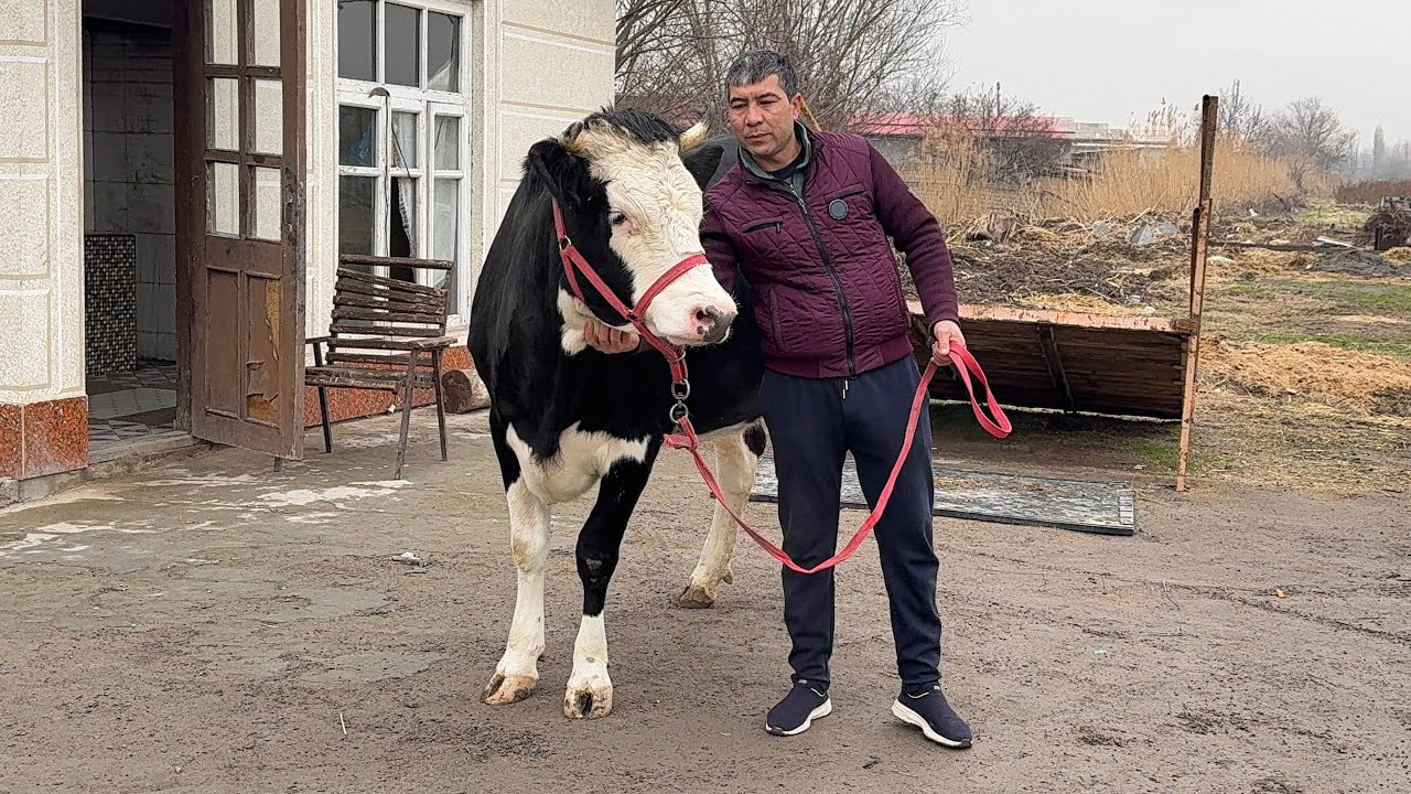ELMUROD AKA FERMASI  SIGIRLAR MAKONI ☎️958880555