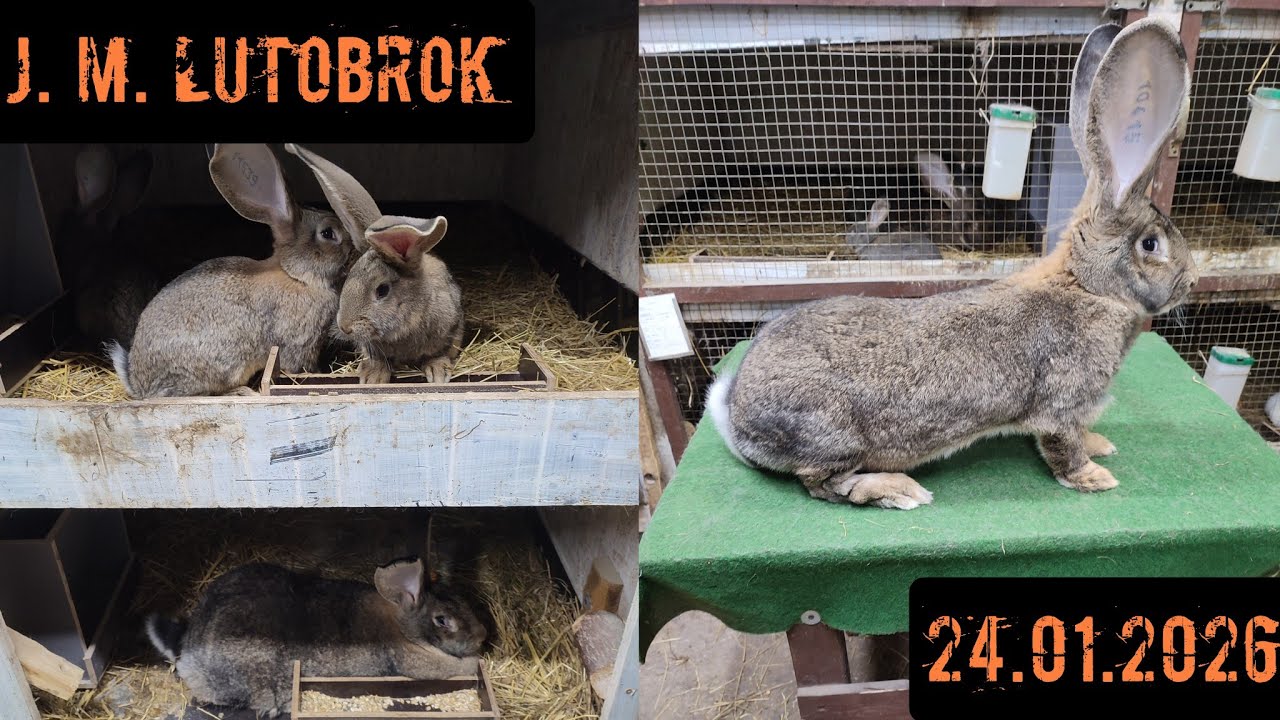 Klatki rozrodcze - natura lubi zaskoczyć. Samice które będą na sprzedaż w najbliższej przyszłości.