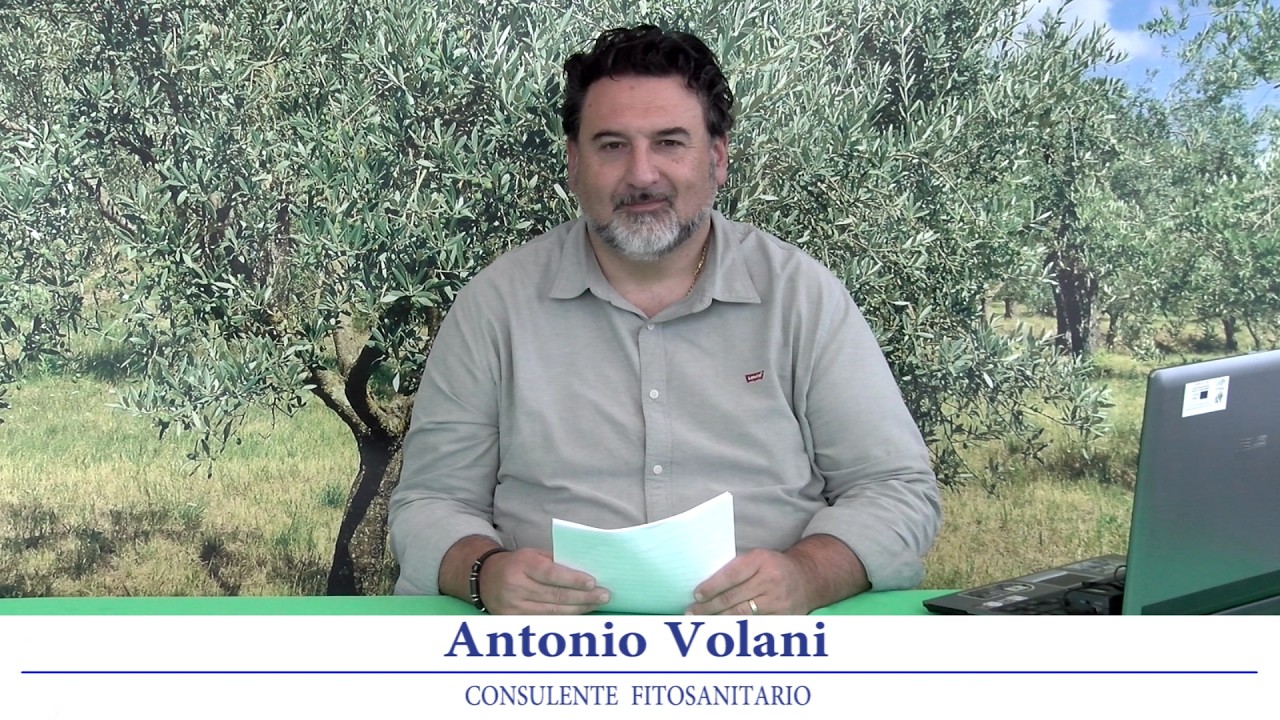 Notiziario olivicolo Emilia Romagna 27 Febbraio 2026