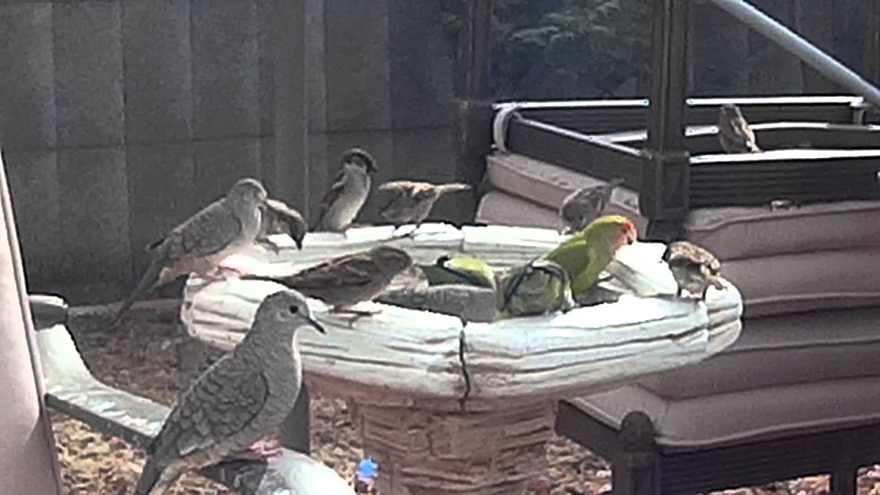Wild Lovebirds feeding!