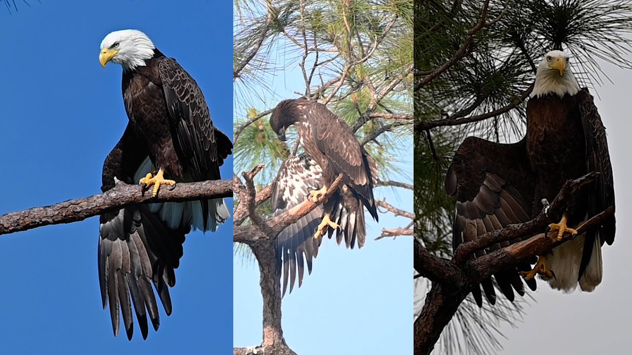 SWFL Eagles- I Got It From Mama! E21 & Harriet Video Compilation! #eagle #baldeagle #m15 #trsp #e21