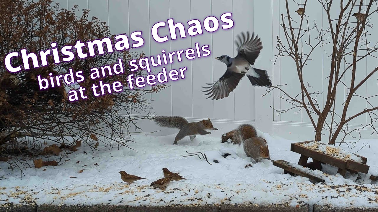Backyard Christmas Chaos