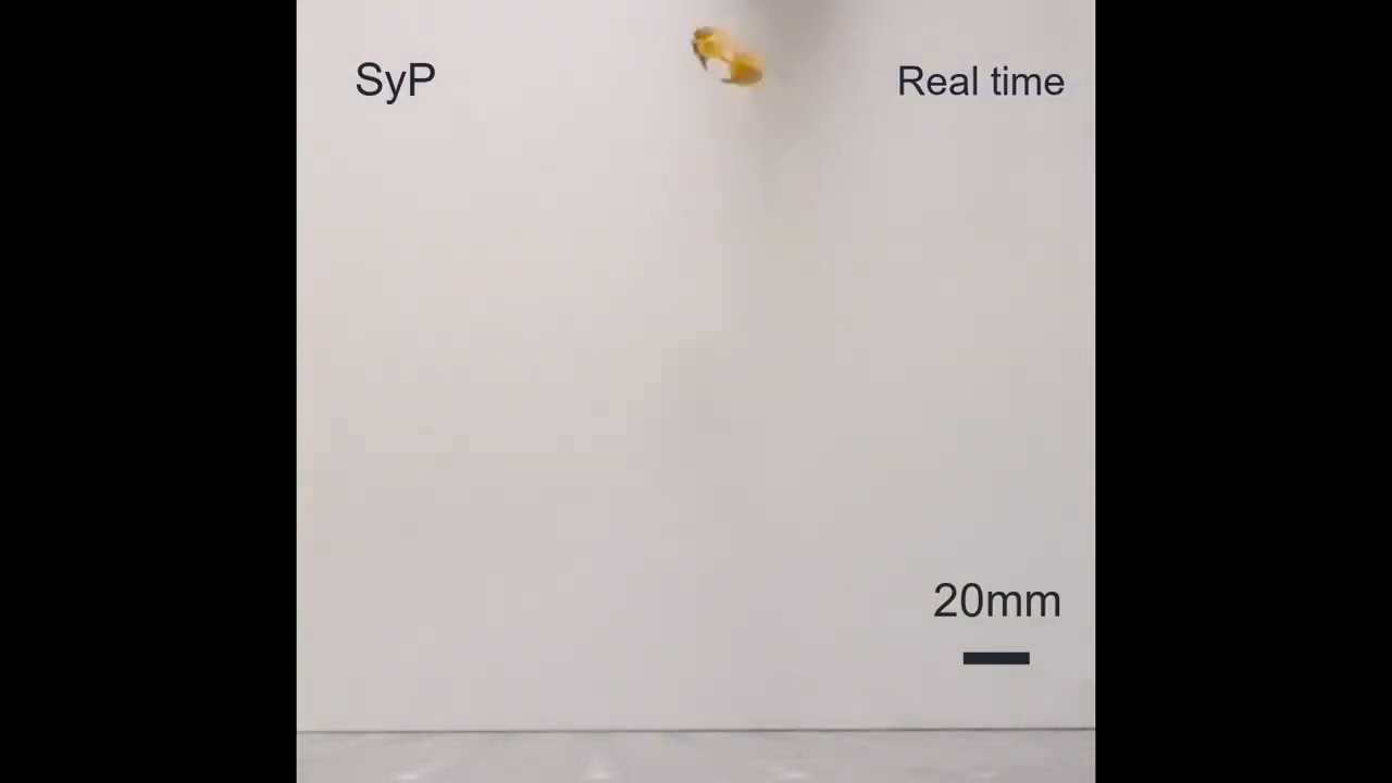 Click beetle-inspired robots jump using elastic energy