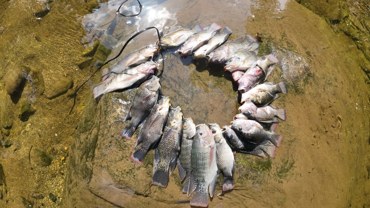 Pesca con Arp&oacute;n - aguas cristalinas - Rep&uacute;blica Dominicana.🤿🇩🇴