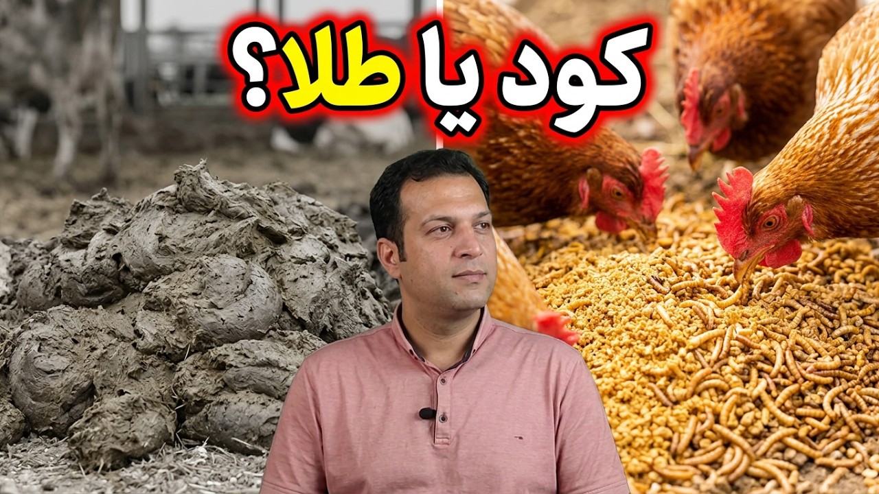 تولید خوراک رایگان برای دام و طیور و میلورم از کود گاو