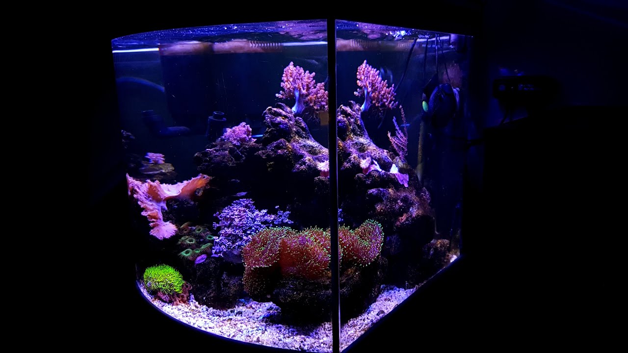 Pr&eacute;sentation nano r&eacute;cifal 80L #1 REEF