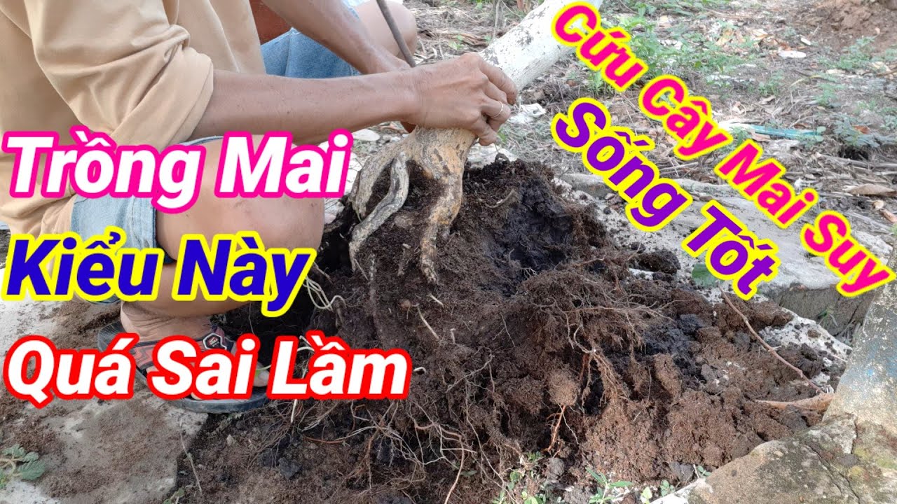 Cách Cứu Cây Mai Vàng Suy Chậm Phát Triển Hiệu Quả Nhất,Cách Chăm Sóc Mai Vàng.