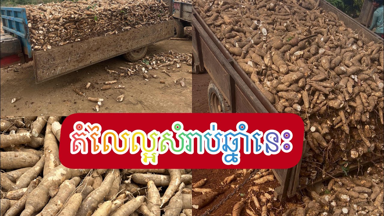 ក្តីសង្ឃឹមនៅតែមាន សំរាប់កសិករ 