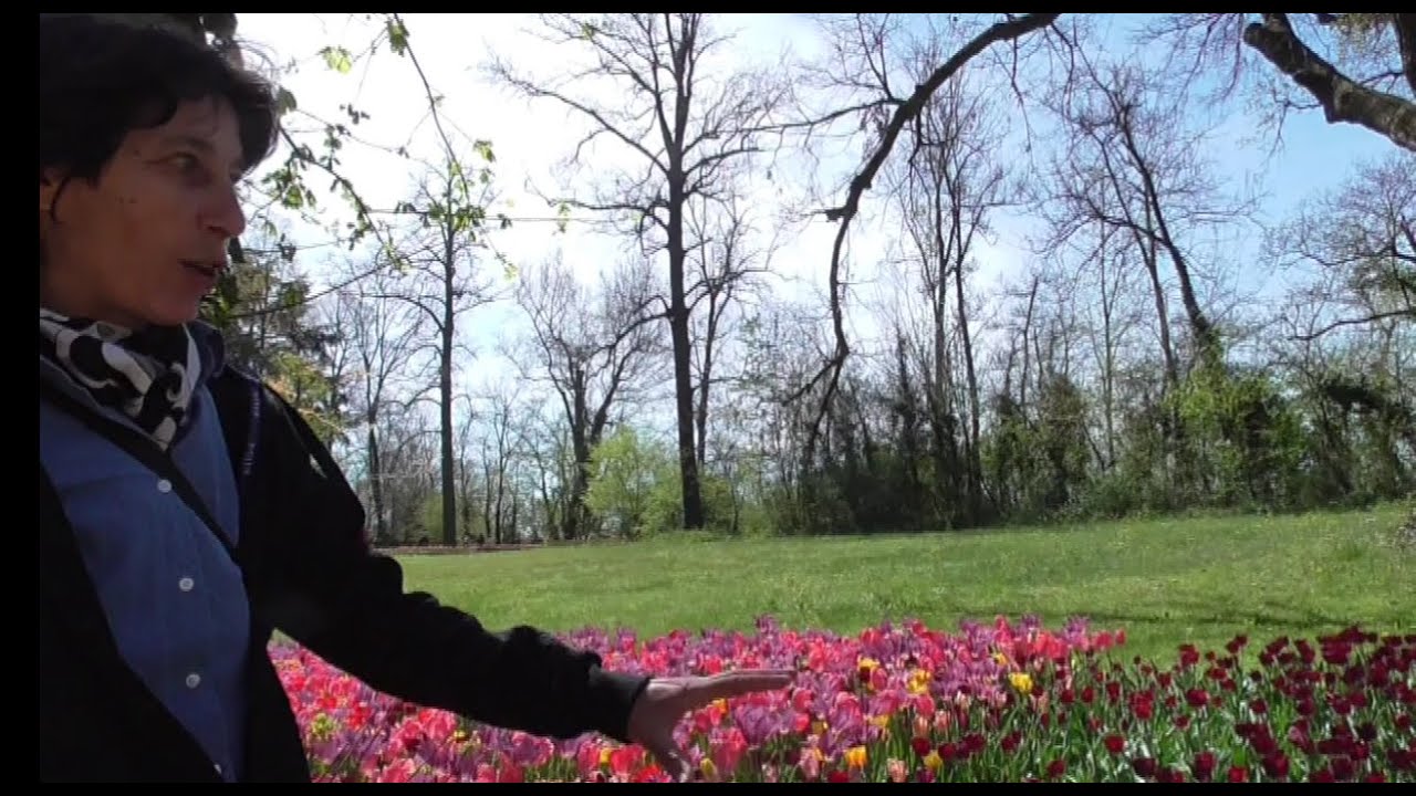 Tulipani a Pralormo: 