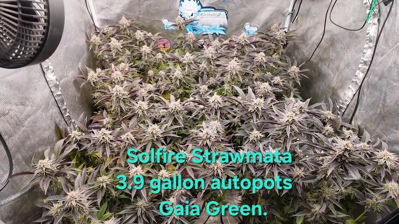 Autopots Gaia Green 