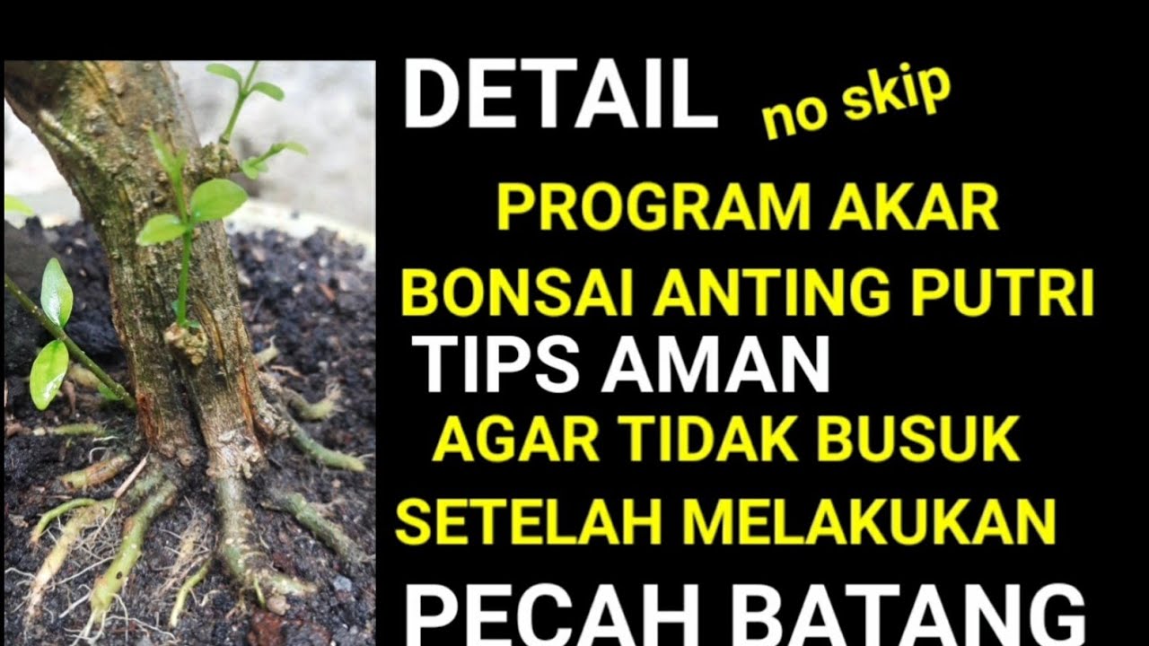 cara program akar bonsai anting putri dengan cara pecah batang#wrightiareligiosa