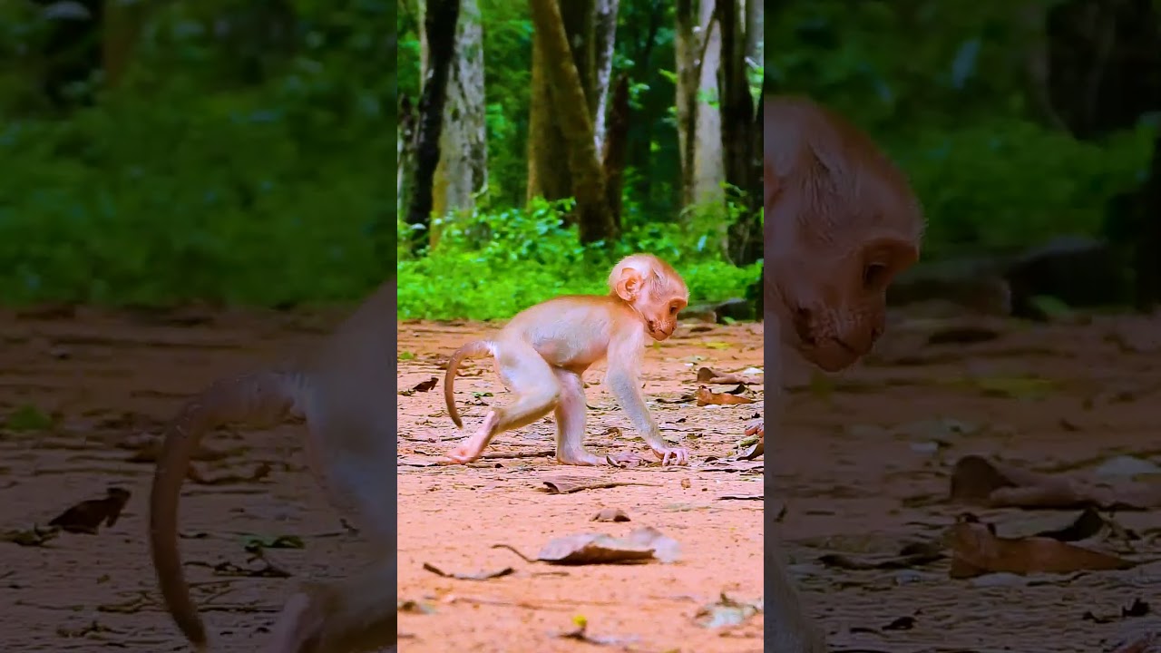 Watch the Sovana Family’s Baby Monkeys Explore, Play, and Bond in 86