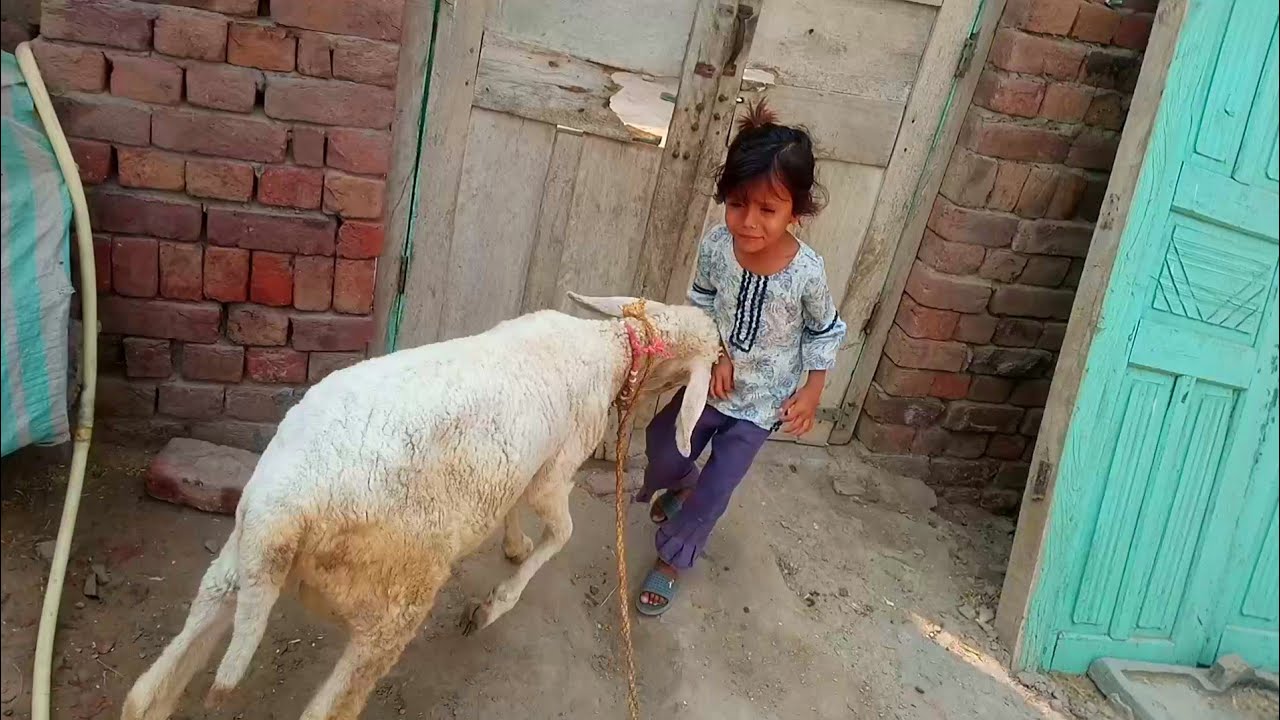 Gusho ne attack kar diya 😱😱 | Adil Charwaha