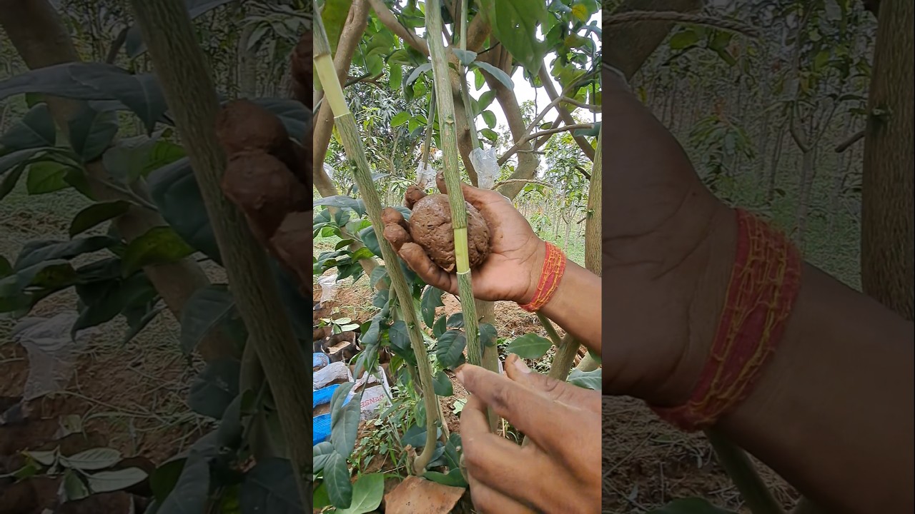 30 Din Mein Banae Nimbu Ka Kalam || lemon tree air layering || #kalam#shorts