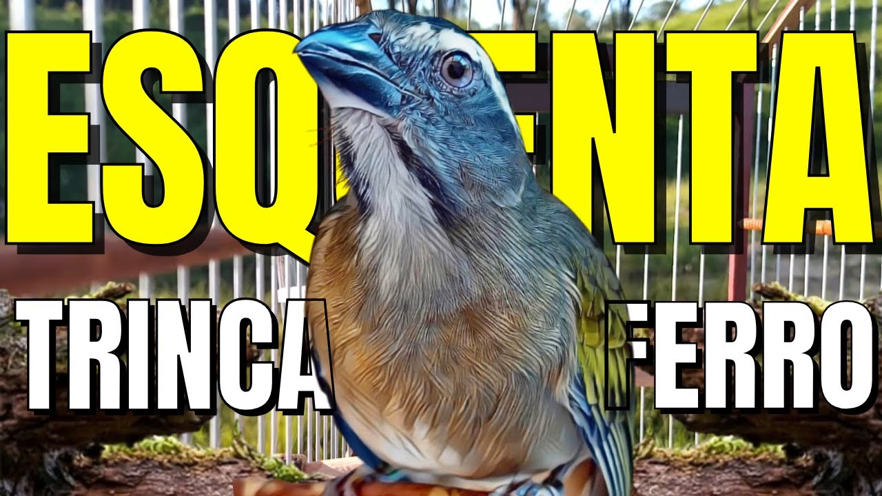 TRINCA FERRO ( PROFESSOR ) PARA ESQUENTAR TRINCA FERRO COM MELHOR TRINCA FERRO CANTANDO