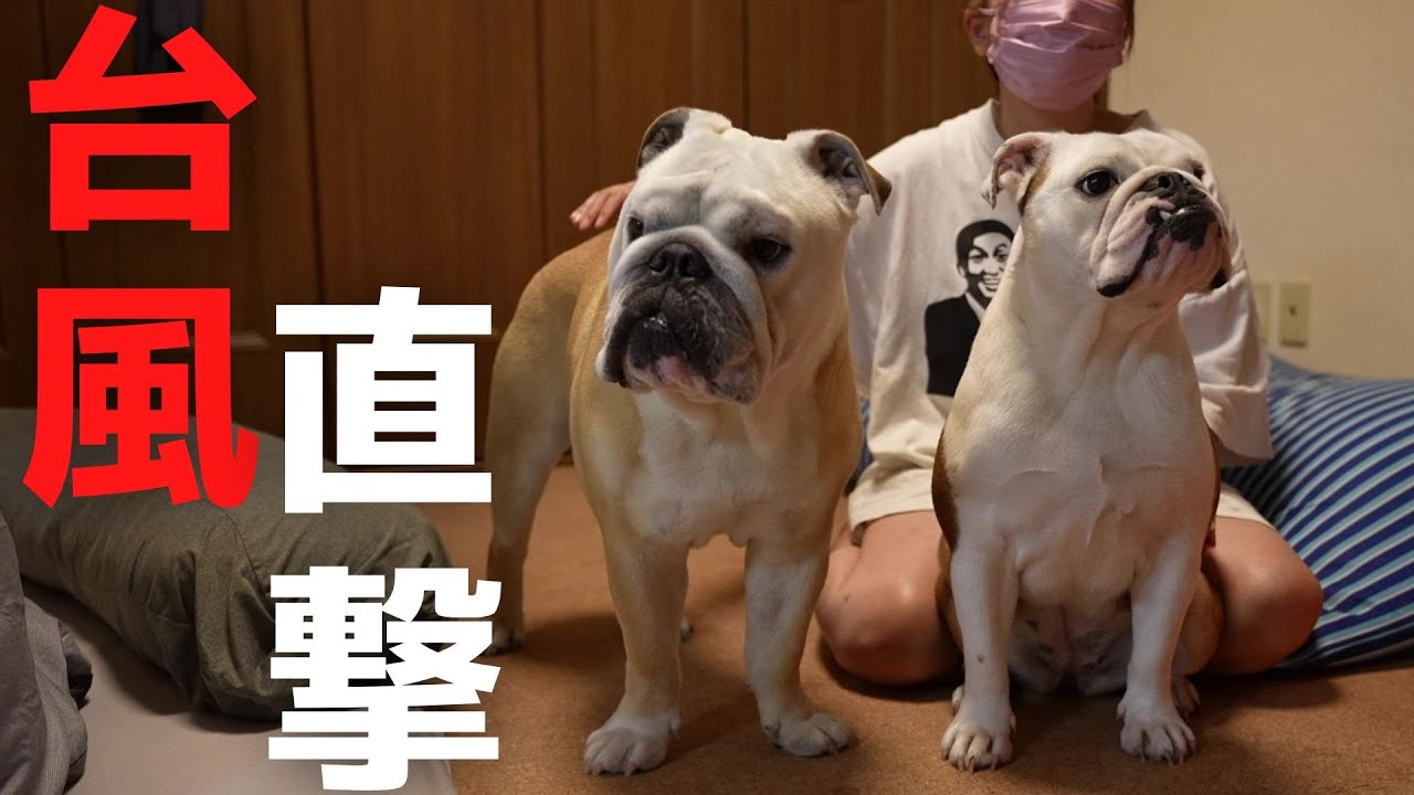 昨日の台風が直撃した我が家と愛犬の様子がこちら…