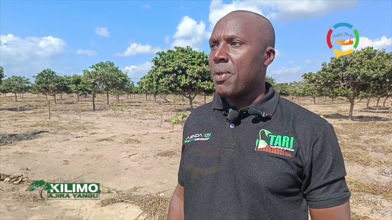 KILIMO AJIRA YANGU 20.05.2023
