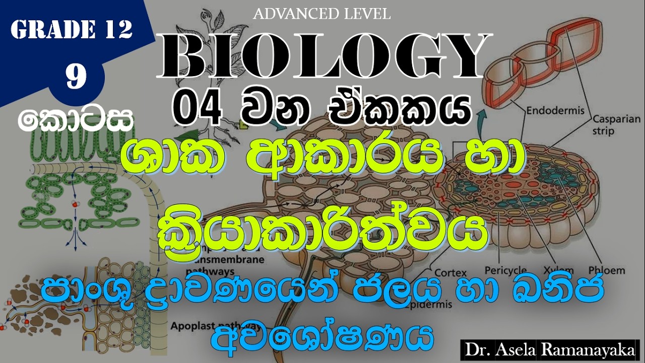 04 - ඒකකය - ශාක ආකාරය හා ක්‍රියාකාරිත්වය | පාංශු ද්‍රාවණයෙන් ජලය හා ඛනිජ අවශෝෂණය | 09 කොටස
