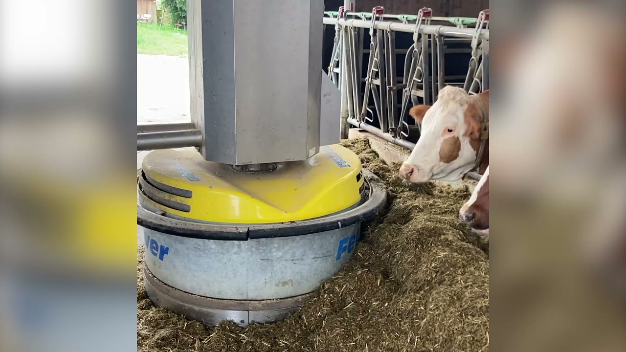 Bauernhof Traber: Vom Kalb zur Milchkuh