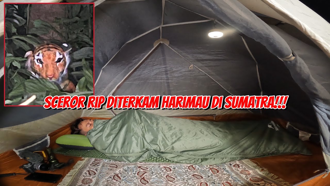 HARIMAU MASUK AREA CAMP II. SELAMAT JALAN SCEROR!