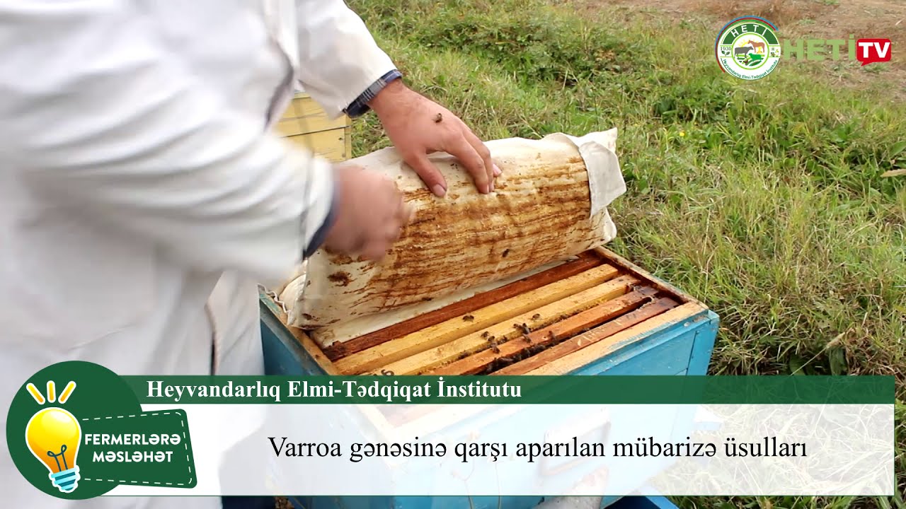 Anar Əliyev Varroa gənəsinə qarşı aparılan mübarizə üsulları