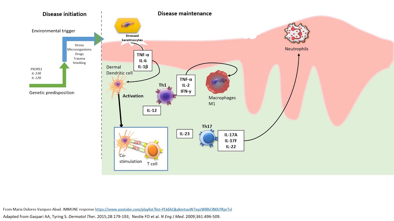 CYTOKINE SIGNALING Immune system in PSORIASIS