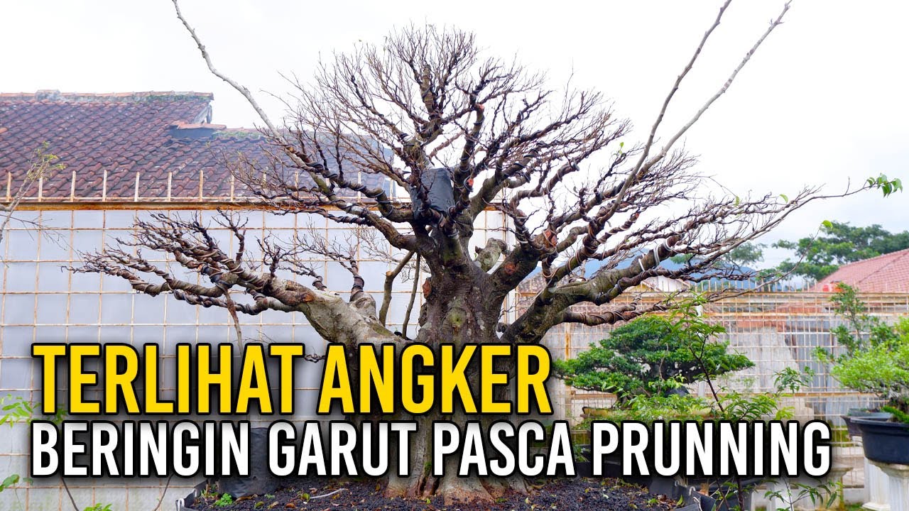 ANGKER 😨 BONSAI FICUS BERINGIN GARUT PASCA PRUNNING