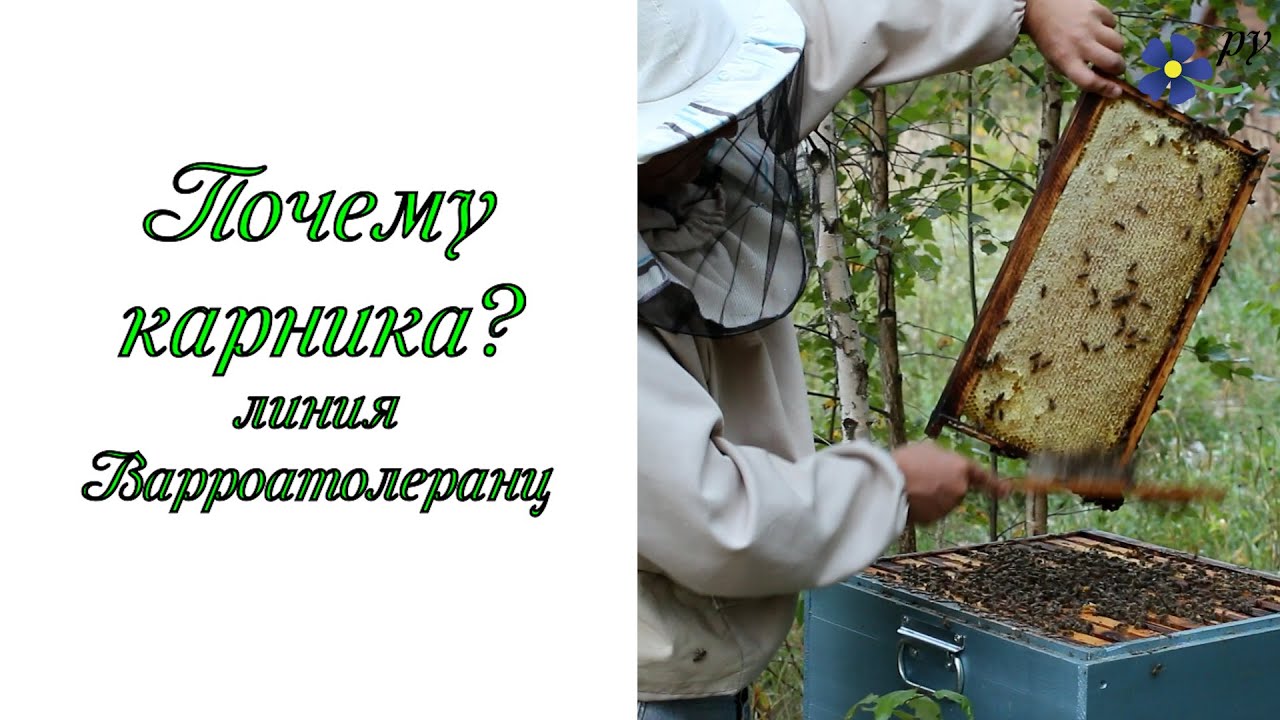 Почему карника? Пчелы породы карника, линия варроатолеранц.