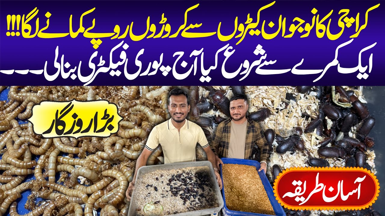 Mealworm Farming in Karachi | Successful Story | Mealworm Factory | Farm