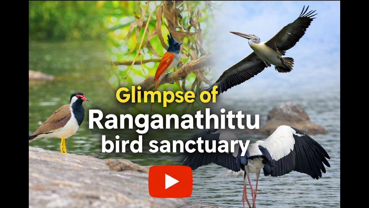 Glimpse of Ranganathittu bird sanctuary