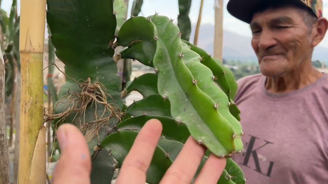 😰 P1 Secretos de las PITAHAYAS QUE NO SON SECRETOS 😅🌵