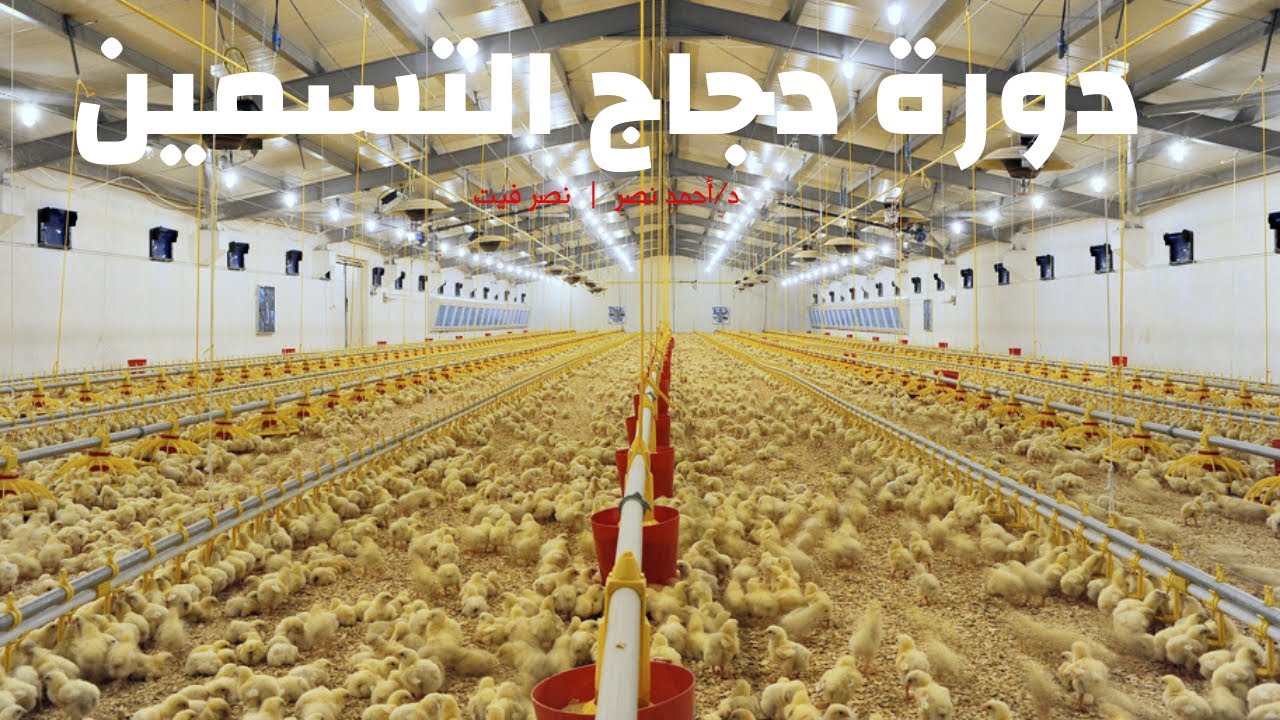 دورة دجاج التسمين فى العنابر المغلقة الارضية | تكنولوجيا مزارع الدواجن
