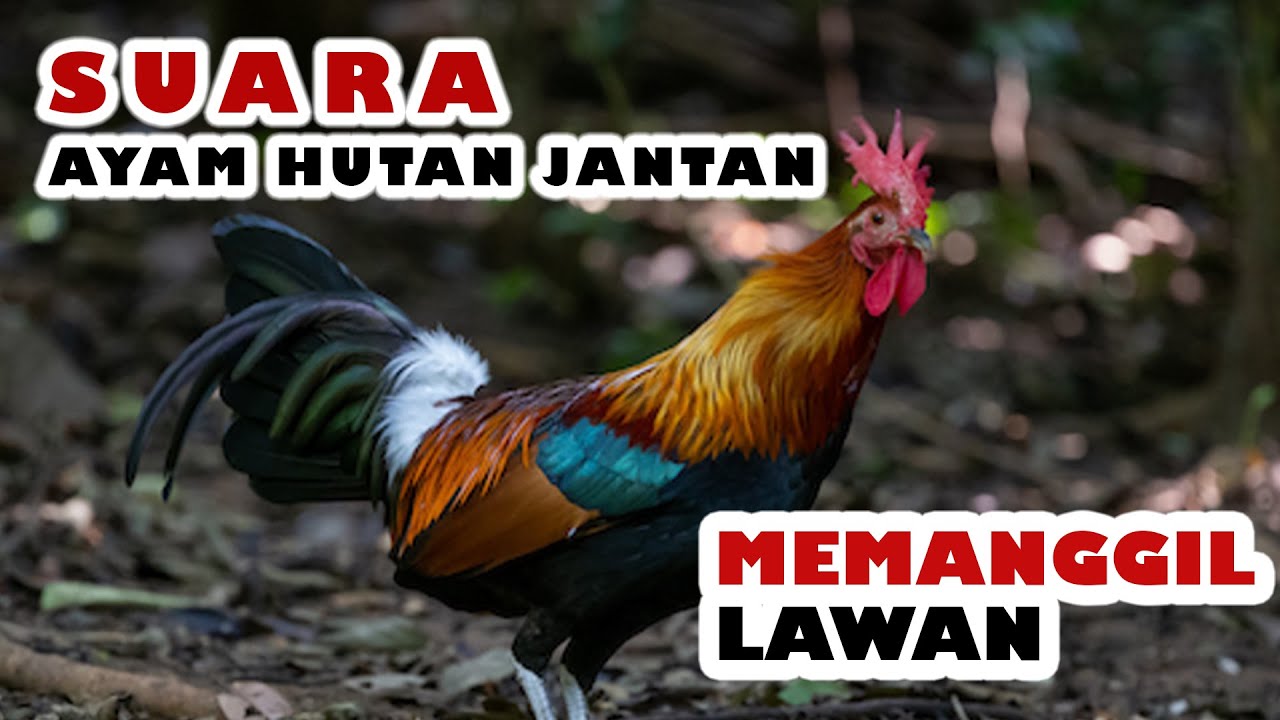 SUARA AYAM HUTAN PIKAT JANTAN - MEMANGGIL LAWAN