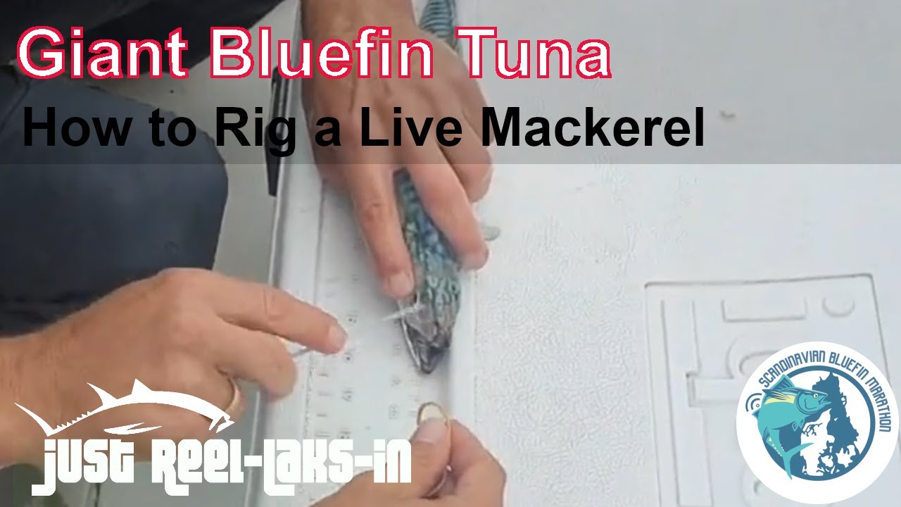 Giant Bluefin Tuna Fishing - Rigging a Mackerel for Free-Lining (2023)
