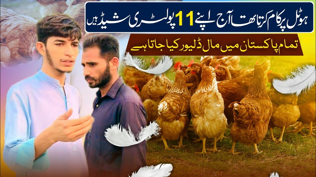 Desi Chicken Farming For Beginner | Golden Misri Poultry farming In Pakistan